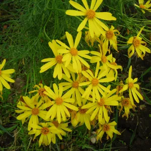 Coreopsis gigantea