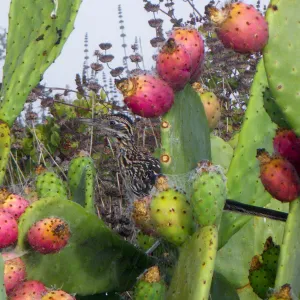 Roadrunner in Prickly Pear