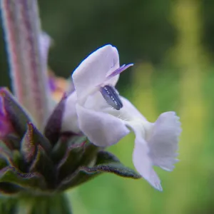 Pacific Romero (sage)