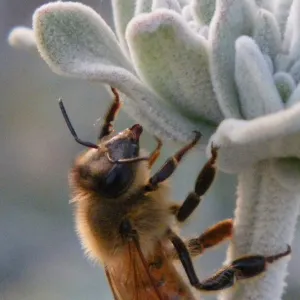 Salvia (Sage) leucophylla and bee