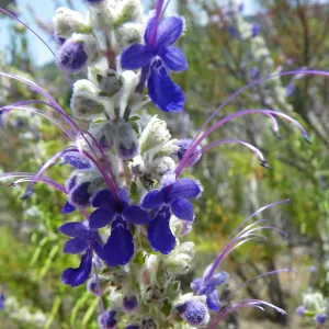 Trichostema Casitas, Finalist in 2011 Photo Contest in Closeup category