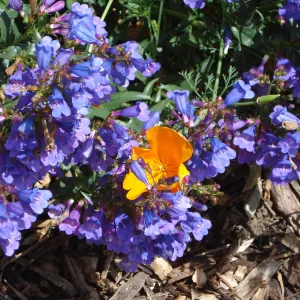 awesome blue penstemon & orange poppy