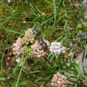 bugs on the asclepias
