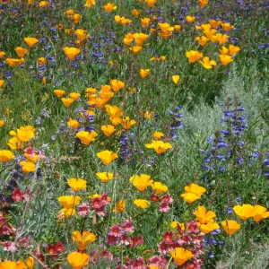 poppies, penstemon, monkey flower