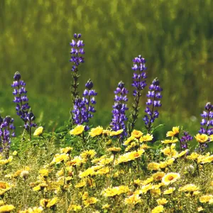 Lupine and Tidy Tips, Grijalva Park (Lupine) (tidy-tips)