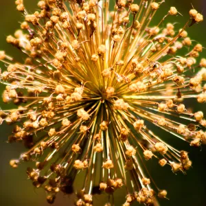 Native Garden The Getty Museum