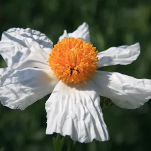 Finalist in 2011 Photo Contest in Closeup category