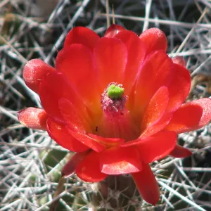 Barrel Cactus Botanic Garden, Finalist in 2011 Photo Contest in Closeup category