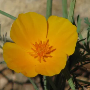 California Poppy Botanic Garden