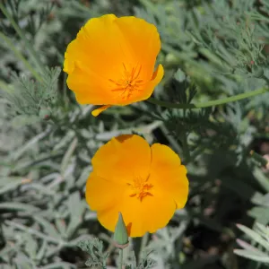 California Poppy Botanic Garden