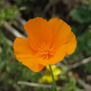California Poppy Hearst Castle