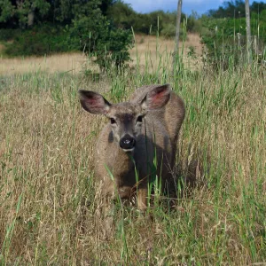 Deer at Lake Lopez