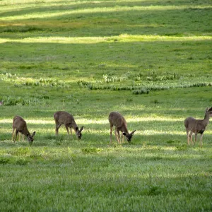 Deer at Lake Lopez
