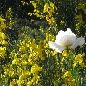Wildflowers, Highway 33 North of Ojai