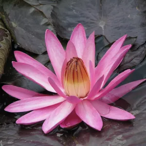 Lily at Japanese Garden Van Nuys