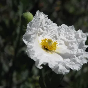 Matilija Poppy, Botanic Garden