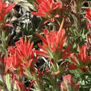 Paintbrush Pine Mountain