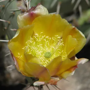 Prickly Pear Cactus Botanic Garden