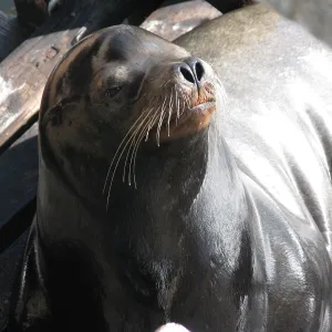 Seal at Avila Pier