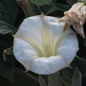 Datura