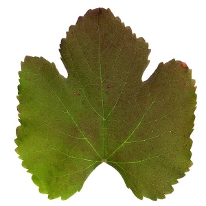 â€˜Roger's Red' California Wild Grape leaf in autumn color