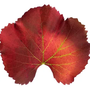 â€˜Roger's Red' California Wild Grape leaf in autumn color