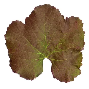 â€˜Roger's Red' California Wild Grape leaf in autumn color