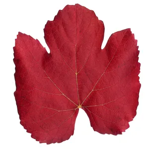 â€˜Roger's Red' California Wild Grape leaf in autumn color