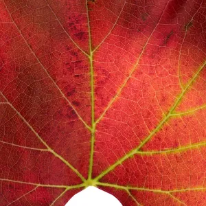 â€˜Roger's Red' California Wild Grape leaf in autumn color