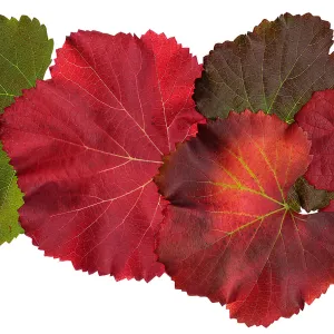 â€˜Roger's Red' California Wild Grape leaves in autumn color