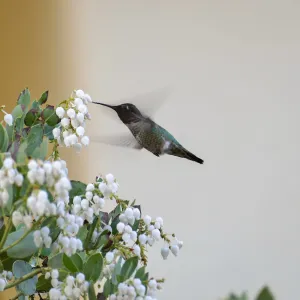 Hummingbird feeding on Arctostaphylos glauca