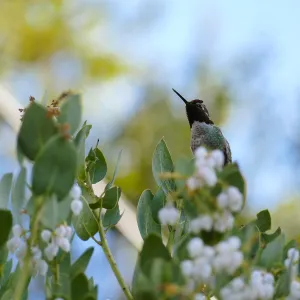 Hummingbird on Arctostaphylos glauca