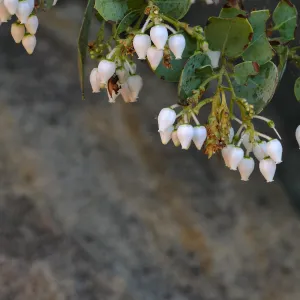 Bigberry Manzanita Arctostaphylos glauca