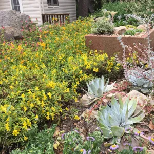 Water Wise Home Garden
