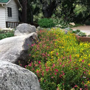 Water Wise Home Garden