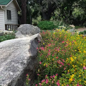 Water Wise Home Garden