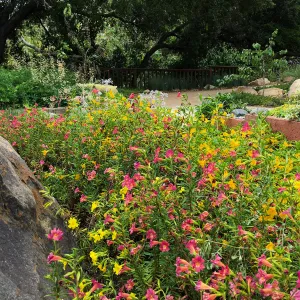 Water Wise Home Garden