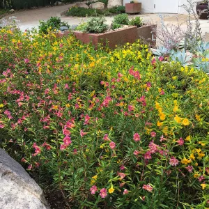 Water Wise Home Garden