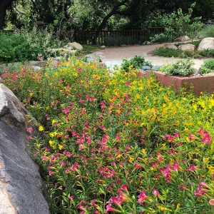 Water Wise Home Garden