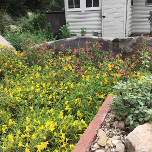 Water Wise Home Garden