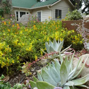Water Wise Home Garden