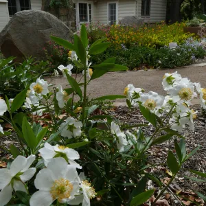 Water Wise Home Garden