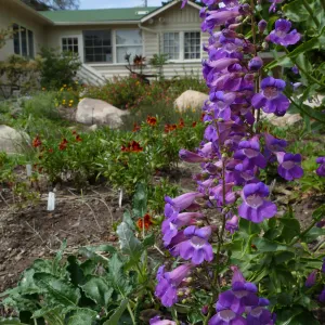 Water Wise Home Garden