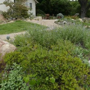 Water Wise Home Garden