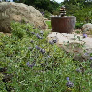 Water Wise Home Garden