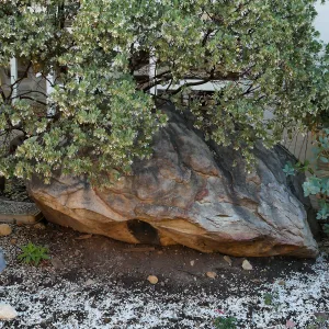 Manzanita snow