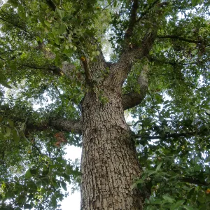 Island Oak - Champion Tree
