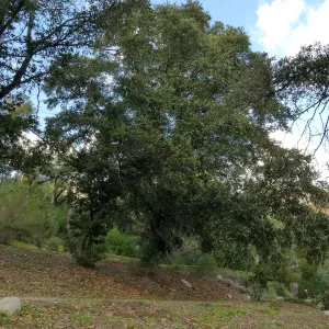 Island Oak - Champion Tree