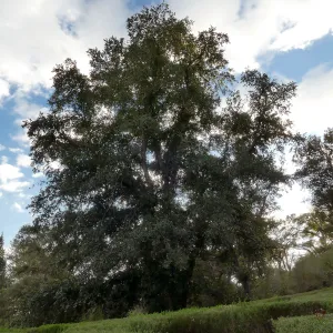 Island Oak - Champion Tree