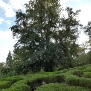 Island Oak - Champion Tree